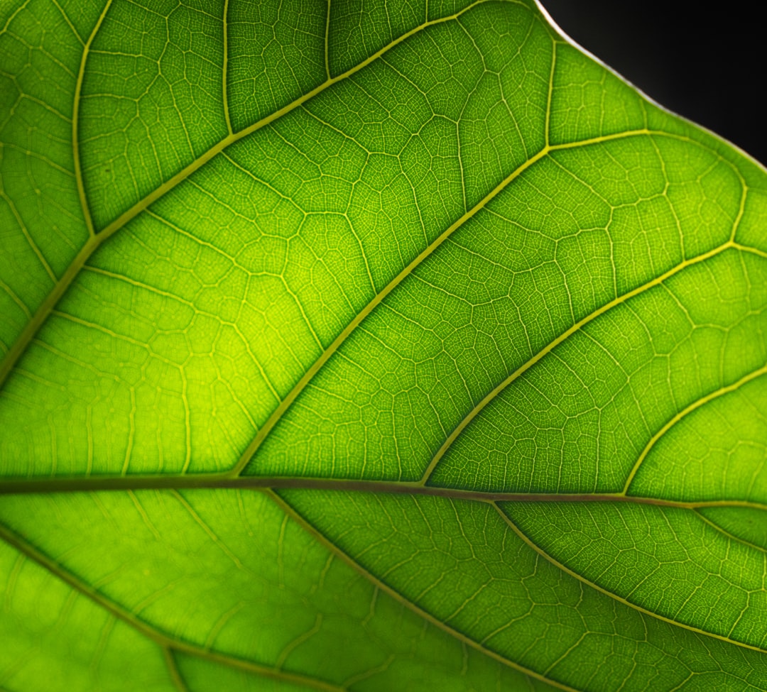 Building a Greener Web: The Case for Sustainable Website Design and Development
