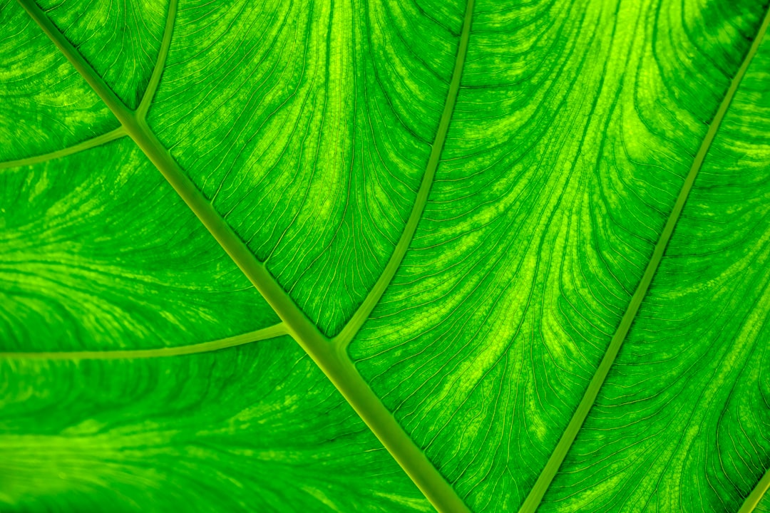 Building a Greener Web: The Case for Eco-Friendly Website Design and Development